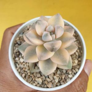 ต้นไม้อวบน้ำ กุหลาบหิน แกร๊ปโตพีทาลัม เบอร์นาเลนเซ่ (ด่าง) Graptopetalum Bernalense Variegated #succulent #กุหลาบหิน