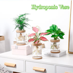 Hydroponic Pot Transparent Water Planting Vase Propagation Pots for Plants Indoor Aquaponic Planter Vase
