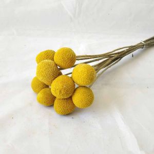 Natural Real Craspedia Dried Flowers Yellow Billy Buttons Balls BouquetReal Dry Plant Arrangements Decorate For Home Craftsdried