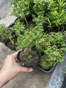 6 loại bon sai mini bonsaimini sam hương bon sai trồng terrarum tiểu cảnh bán cạn non bộ.