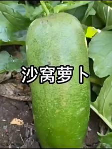 Tianjin Shawo Radish   Canned high-temperature resistant   Sweet crisp and refreshing green-skinned fruit radish