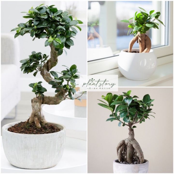 🌱 Ficus microcarpa bonsai🌱 🌱outdoor plant 🌱🌱Indoor plant 🌱READY STOCK🚚🚚 ...