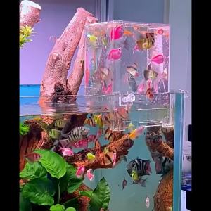 Wowelang Negative Pressure Fish Tank Ecological Pot Landscaping Decoration Full Set Small Fish Tank Living Room Desktop Betta Tank Wanzhan Star