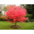 Amefurashi 4 Biji Benih Red Maple Tree Red Maple Pohon Maple Unik. 