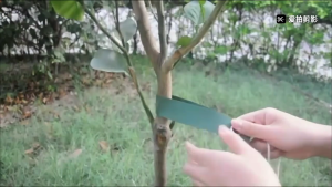 4Pcs Windproof Tree Belt Stereotyped Nylon Fixed Strap Good Support Newly Planted Branch Belt Yard Accessories