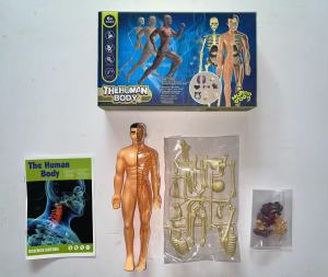 HUMAN BODY ANATOMY MODEL - MAINAN DOKTER - MAINAN TENGKORAK - HUMAN ORGANS - Mainan edukasi kedokteran - MAINAN Masa Kini