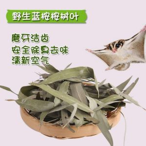 Sugar Glider Eucalyptus Leaves 蜜袋鼯桉树叶