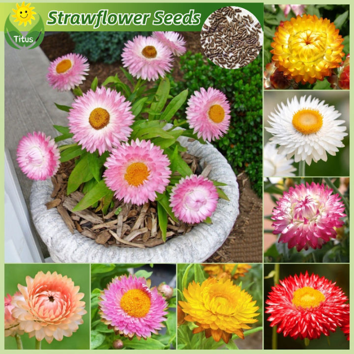 [Fast Growing Seeds] Legit Strawflower Seeds Bonsai Flower Seeds for