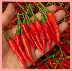 SILING TINGALA SEEDS (CHILI TAIWAN SEEDS)