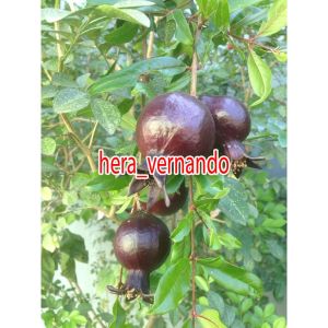 Bibit Delima Hitam Super