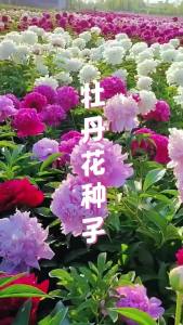 Peonies of Luoyang four-season flowers for balcony courtyard indoor and outdoor planting