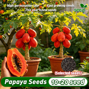 [Selected seeds] 15pcs/bag Red Papaya Seeds Red Lady Dwarf Papaya Seeds for Planting Fruits (High Germination) Fresh Bonsai Papaya Plant Seeds for Garden Sweet Papaya Potted Fruit Seeds Real Plants Red Lady F1 Papaya Seeds Fruit Bearing Tree Seedlings