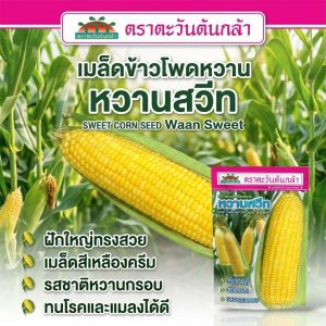 เมล็ดข้าวโพดหวาน หวานสวีท ขนาด500กรัม ตราตะวันต้นกล้า เมล็ดข้าวโพด เมล็ดพันธุ์ข้าวโพด