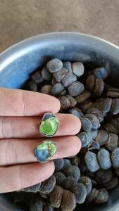 500gram hạt giống cây lim xanh