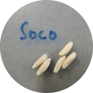 Benih Bunga Kemboja "Thai Soco"/"Thai Soco" Adenium seed/"Thai Soco" 种富贵花种子