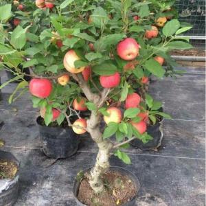 Gói 15 Hạt giống Táo Lùn (tặng gói kích nẩy mầm và hướng dẫn) - cách trồng đơn giản tỷ lệ nảy mầm cao