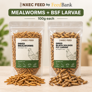 Inxec Feed Insect Variety Pack - Mealworm Black Soldier Fly & Superworm for Hamster Bird & Terrapin - SG Local Stock