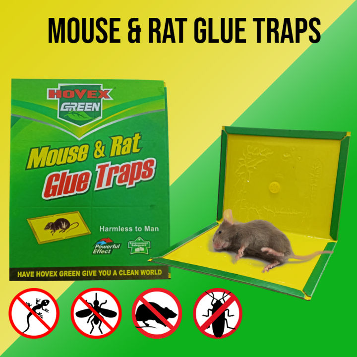 Non-toxic Mouse and Rats Glue Traps Rat Trap Control Killer Pest ...