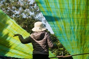 Vải lụa may áo dài tơ tằm Palacesilk hoa cúc nâu siêu nhẹ#mềm mượt#thoáng mát