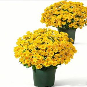 ดอกไม้ประดิษฐ์ประดิษฐ์สำหรับตกนอกบ้านกันน้ำตก2025ดอกไม้ตกปลอมสำหรับตกแต่งบ้านระเบียง (10Bu)