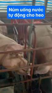 Núm uống nước tự động cho heo chất liệu inox siêu bền