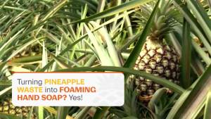 Fuwa3e Pineapple Enzyme Natural Foam Hand Wash Tangerine - 10.1oz 1 Pack - 99% Organic Hand Wash Soap with Fermented Pineapple Peels - Non Toxic Hand Soap Sensitive Skin Safe With Pure Essential Oil