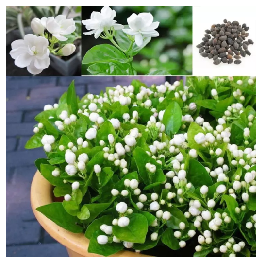 ️ 【Fast delivery】 20PCS White Jasmine Seeds, Arabian Jasmine Aromatic