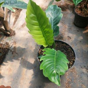Philodendron Green Saw -  - Pokok Philodendron Gergaji Hijau - फिलोडेंड्रोन ग्रीन सॉ पौधा Philodendron Green Saw – Deep Green Jagged Leaves Tropical Split-Leaf Aroid Fast-Growing Climber Decorative Indoor Jungle Plant LIVE PLANT
