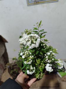 chậu hoa tiểu túc cầu siêu xinh hoa như ảnh