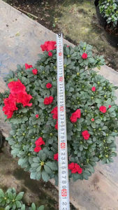 CHẬU HOA ĐỖ QUYÊN HÀNG VIP ĐÓN TẾT