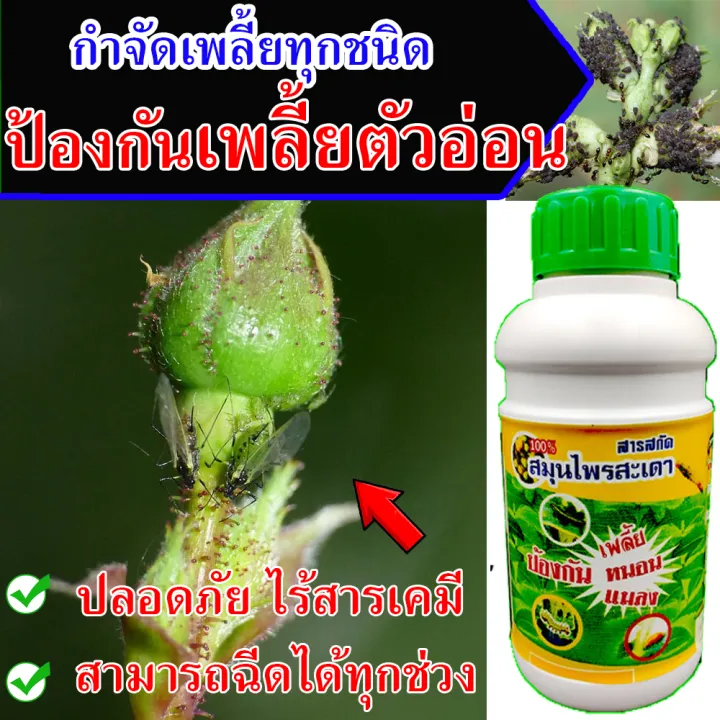 สารกำจัดเพลี้ยสูตรเข้มข้น 500 ซีซี กำจัดเพลี้ยแป้ง เพลี้ยไฟ