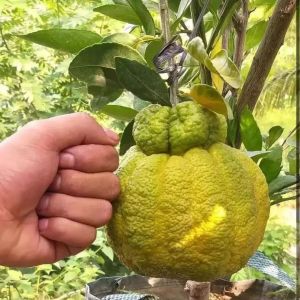 PROMO BIBIT JERUK DEKOPON SUDAH BERUAH 1 METER UP