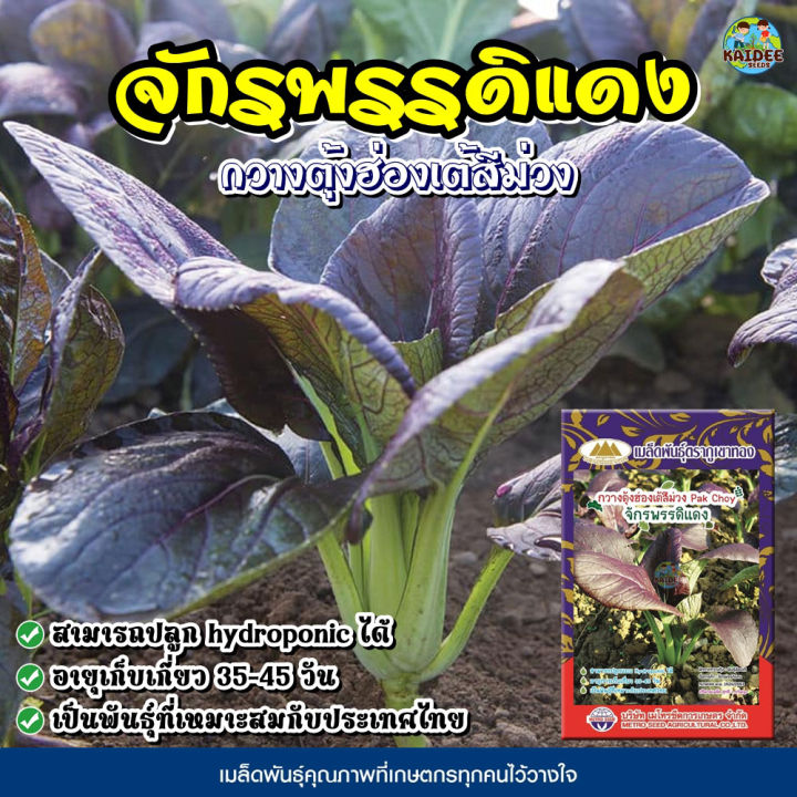 เมล็ดกวางตุ้งฮ่องเต้สีม่วง จักรพรรดิแดง ตราภูเขาทอง สำหรับไฮโดรโปนิกส์