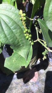 Sov real live plants pokok hidup pokok lada hitam black pepper plants live plants garden