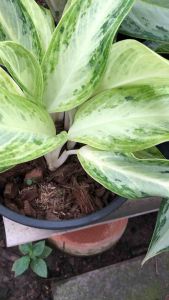 บัลลังก์เศรษฐี อโกนิมา ฟอร์มสวย1 กระถางมี 2 ต้น คุณภาพล้นกระถาง สวนปลูกเอง 2 ต้น