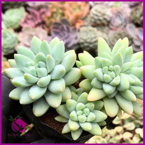 Sen Đá  Ngọc Đúng size bầu 5-7 cm cây già khỏe