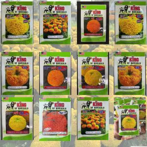 (Gói 20 hạt)  Hạt Giống Hoa Vạn Thọ SUPER B2 CAO LỠ - VÀNG CHANH  - ( bông to - nhuỵ xanh - cổ lùn ) - RỒNG VÀNG