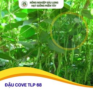 Hạt giống đậu Cove TLP 68 ĐTV gói 100gram