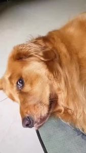 core Natural Ear  200pcs For Cats and Dogs Removes Earmites Earwax and Dirt Buildup