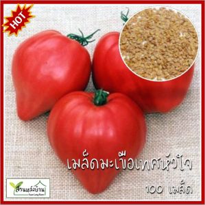 100 เมล็ด มะเขือเทศหัวใจ เมล็ดมะเขือเทศหัวใจ มะเขือเทศ เมล็ดมะเขือเทศ