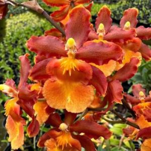 phong lan vũ nữ cam lữa hàng đài loan trưởng thành sắp hoa hoặc đang nụ hoa  tùy thời điểm