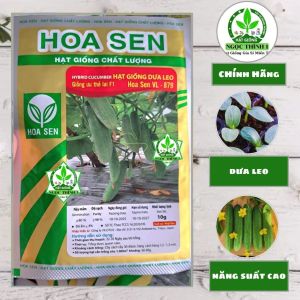 Hạt Giống Dưa Leo Ưu Thế Lai F1 VL-879 HOA SEN (Gói 10gr)