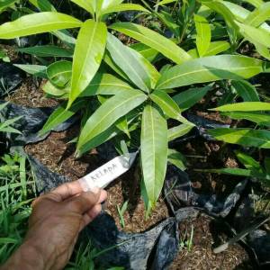 Bibit Mangga Kelapa Super Unggul