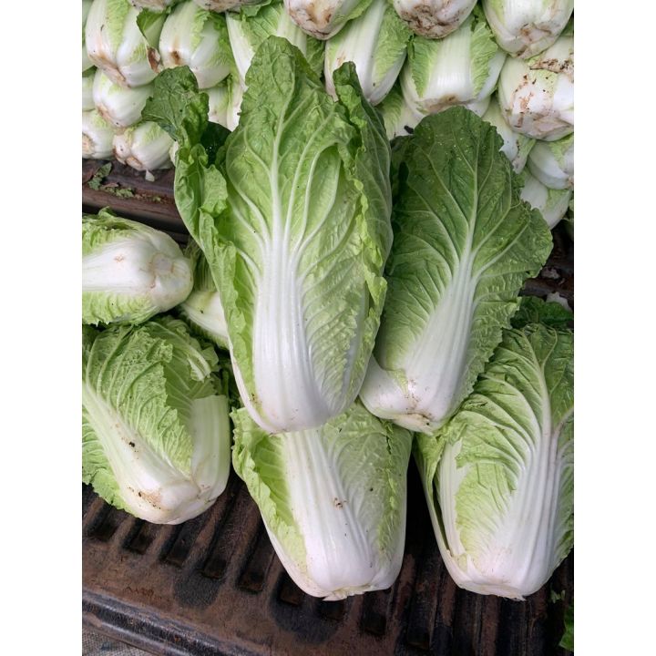 10 อันดับเมล็ดพันธุ์ผักกาดขาวปลี ยี่ห้อไหนดี? ปลูกง่าย โตไว ได้ผลผลิตดี ปี 2025