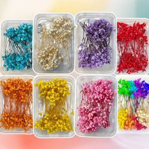 Preserved Dried Gypsophila Real Flowers in a Tub Gift Wedding Party Home Birthday DIY