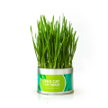 Cat Grass Natural Seed Planting Fast Growing Weatgras Planting Set Twice For Hairball Control. 