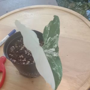 เงินไหลมาด่างขาว