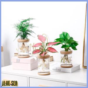bluesea Lazy Transparent Flowerpot Hydroponic Automatic Water Absorption Flowerpot