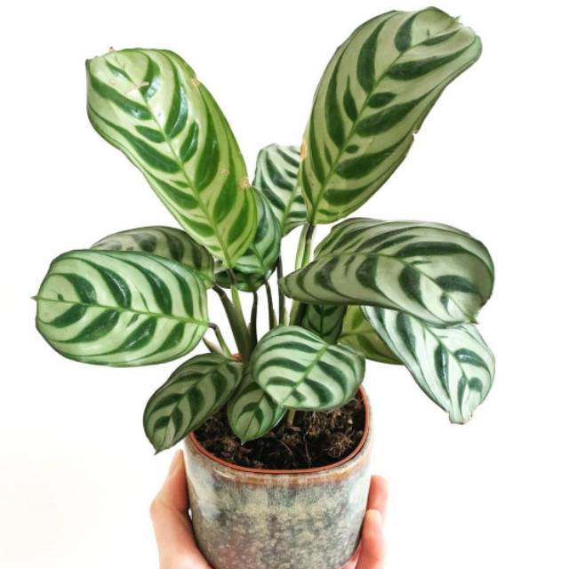 calathea white fusion light Calathea White Fusion | Care Guide and Pro Tips - Delivery from Toronto  across Canada main image 1