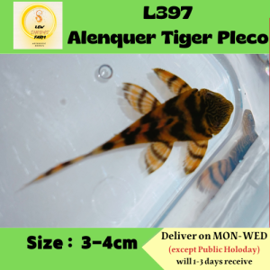 L397 Alenquer Tiger Pleco